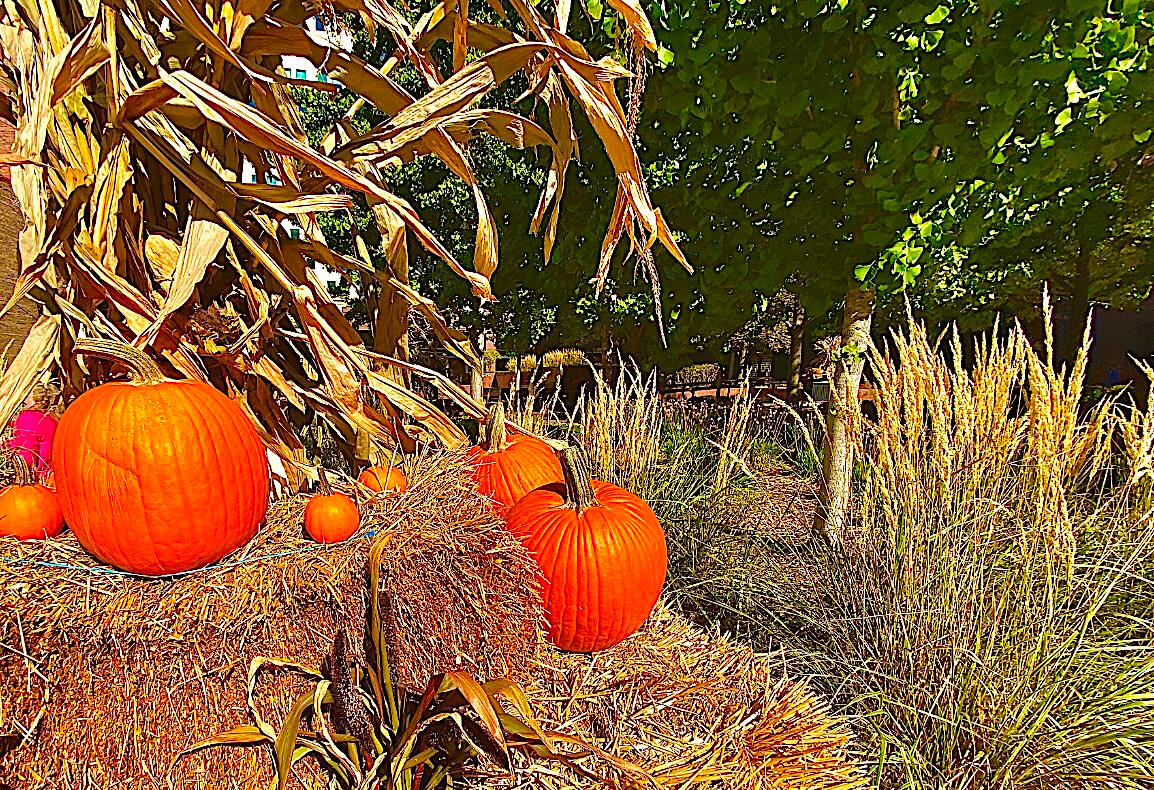 Pumpkin Hay