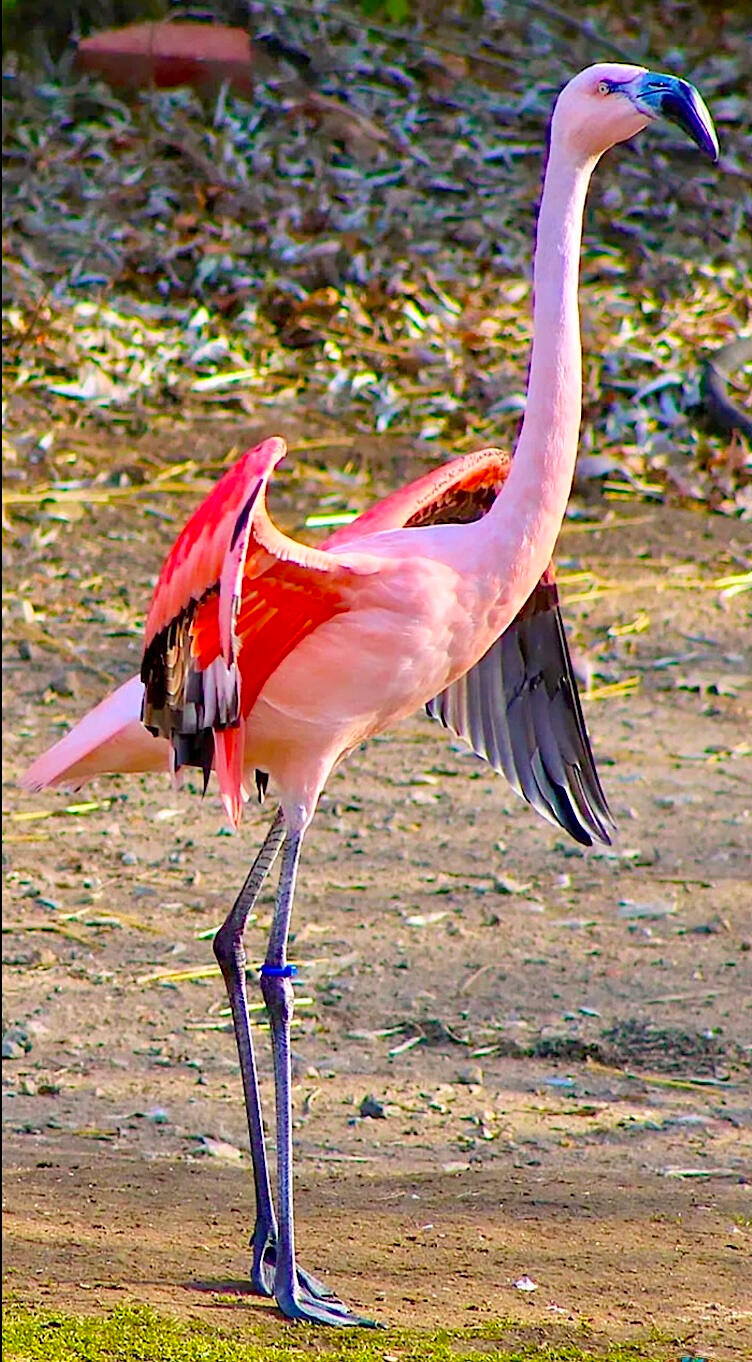 Pink Flamingo