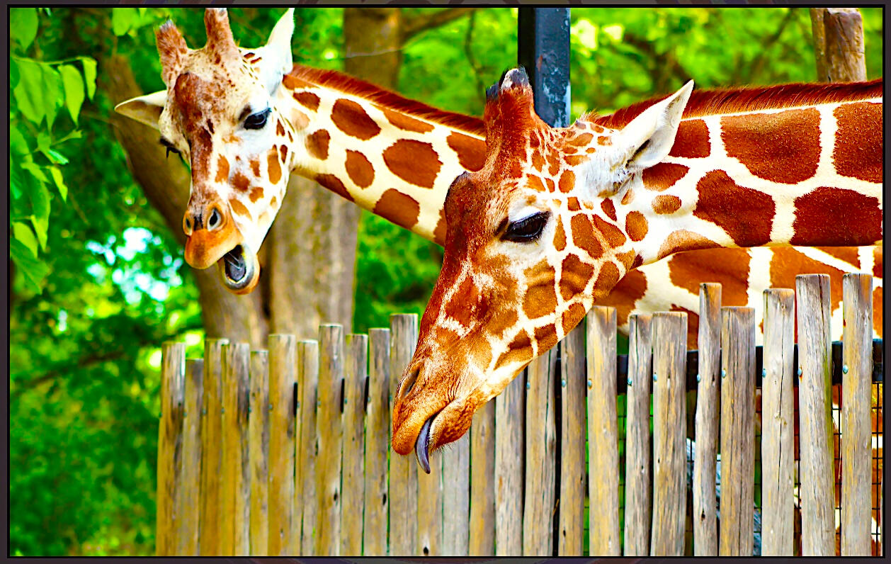 Giraffe Tongue Surprise