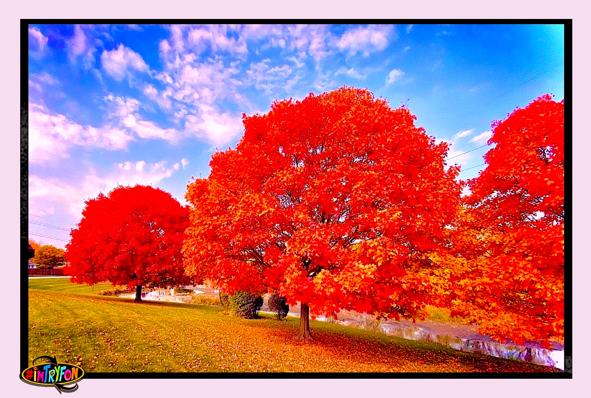 Fall Red Trees