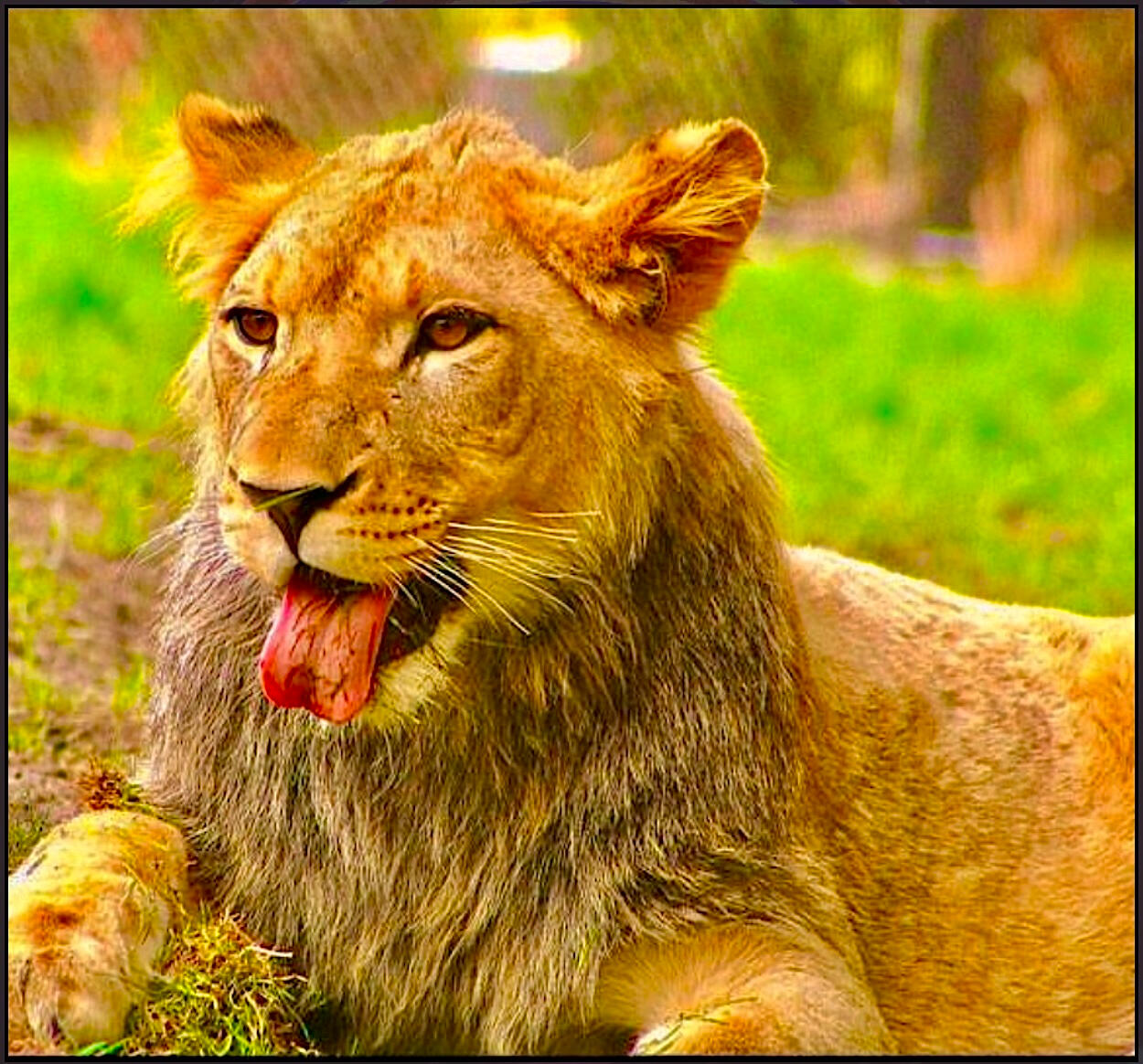 Lioness Silly