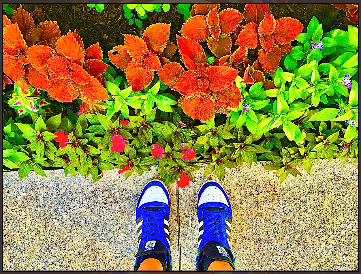 Blue & White Hightops