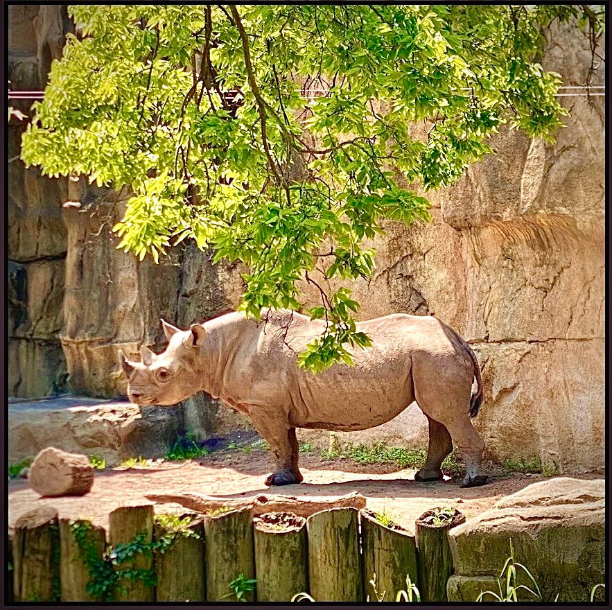 Rhinoceros Tex