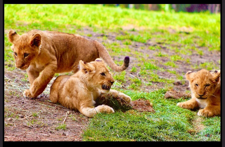 Brothers Will Be Lions