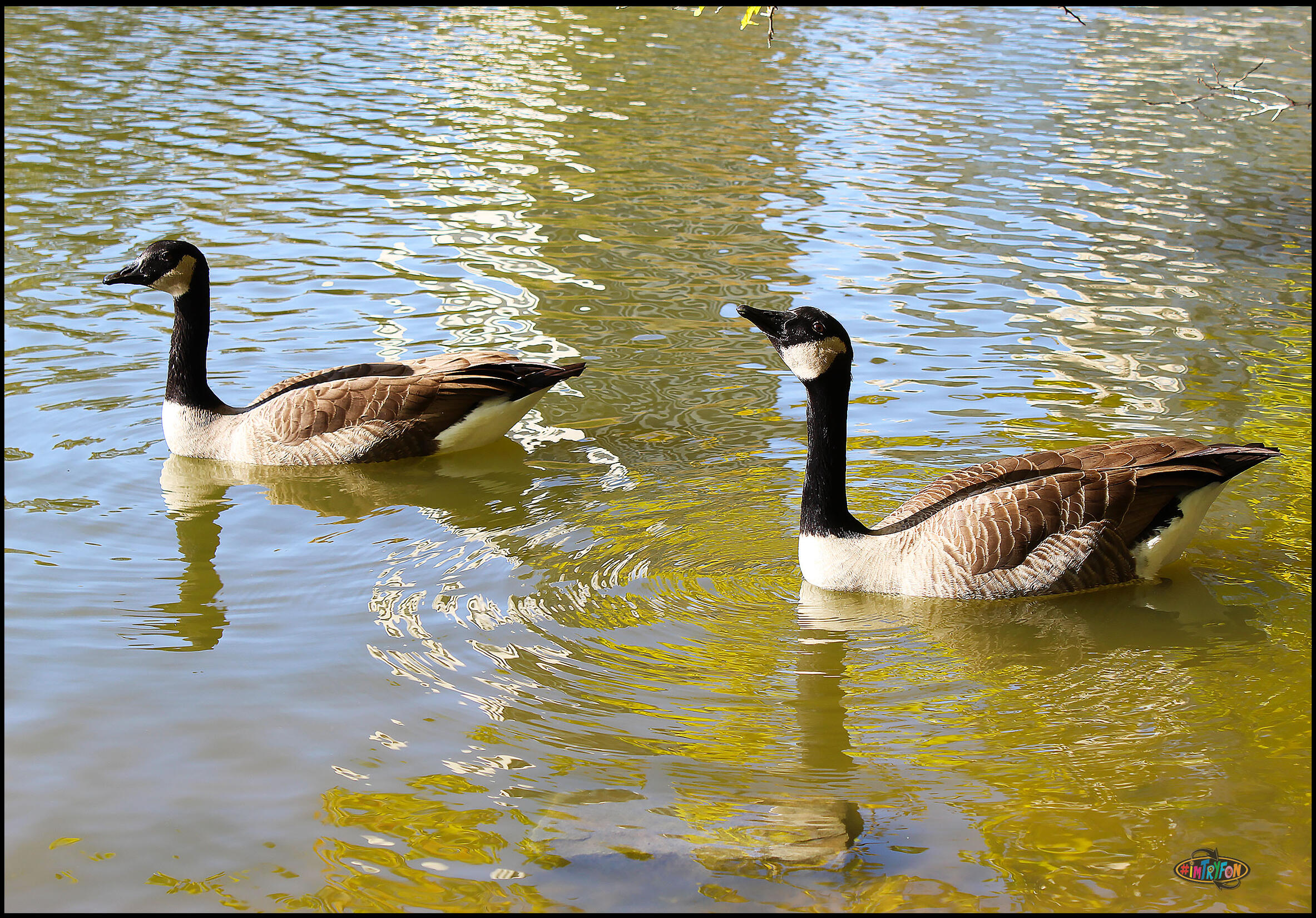 Golden Pond Geese