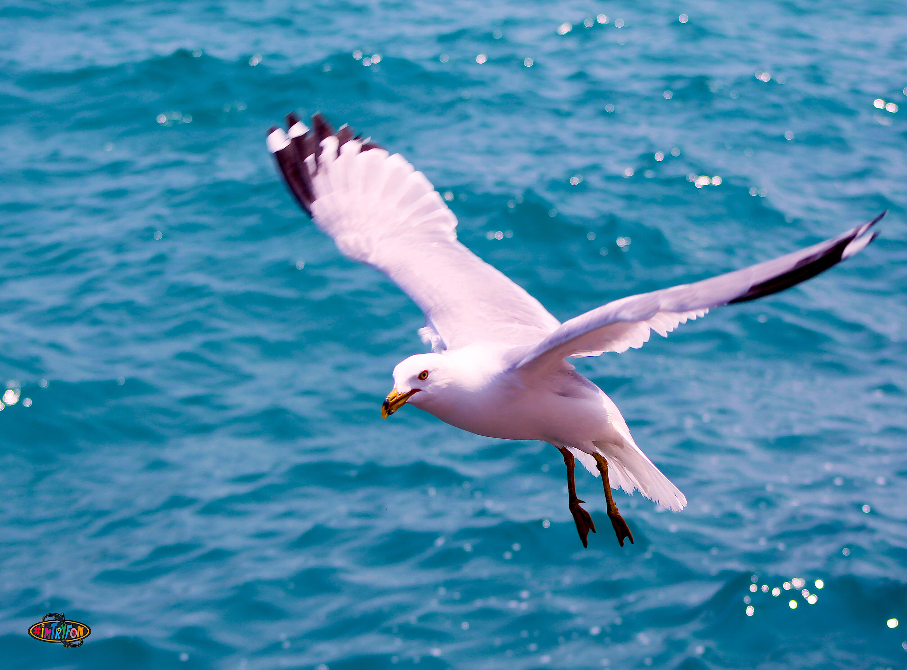 Sea Bird Fly